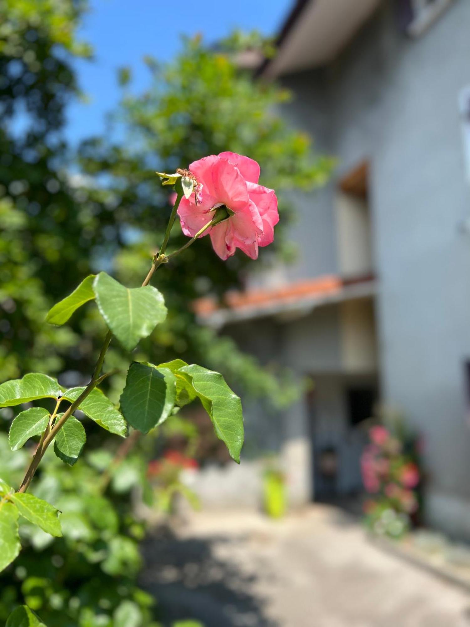 Appartamento La Branche Du Cerisier Annecy Esterno foto